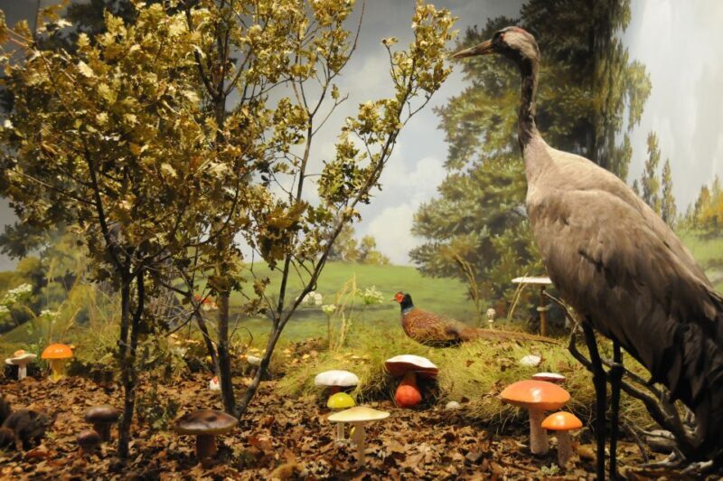 Meteora: Natural History Museum and Mushroom Museum Tour - What to Expect from the Tour