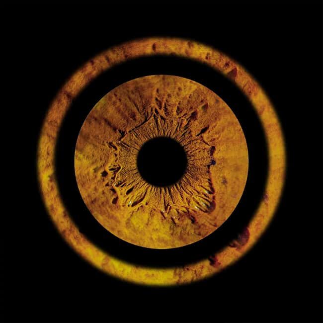 Metz: Your professional iris photography with framed print - Key Points