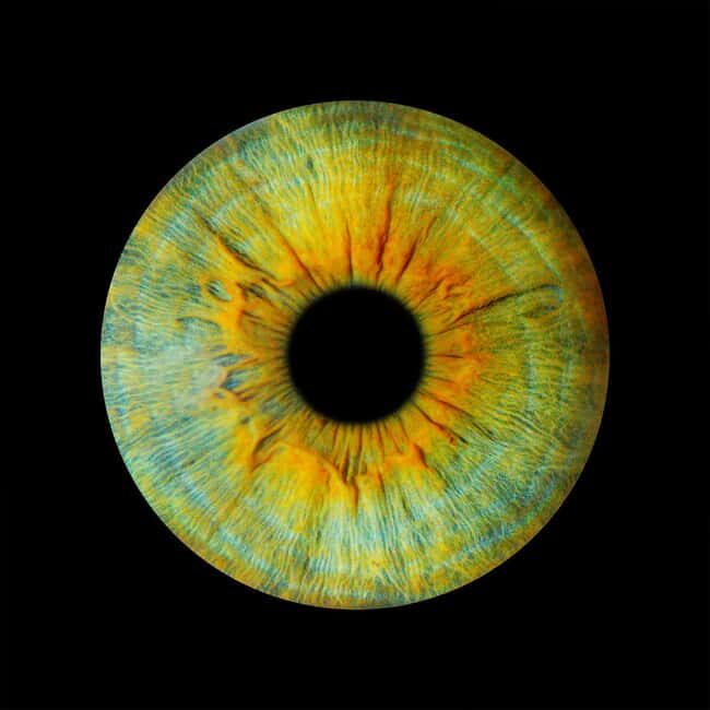 Metz: Your professional iris photography with framed print - What to Expect from Your Iris Photoshoot