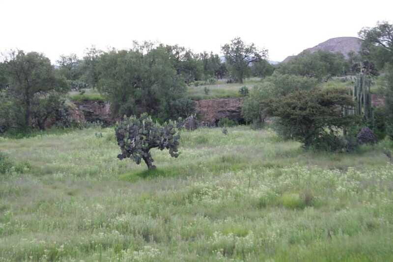 Mexico City: Basilica and Teotihuacan Pyramids Tour - The Basilica of Guadalupe: Mexico’s Religious Heart