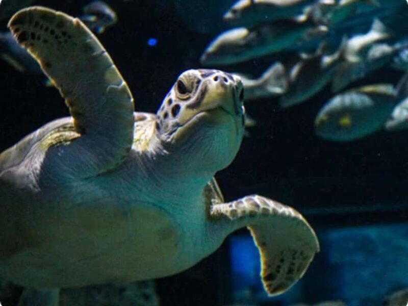 Mexico City: Entry Ticket to Acuario Michin - Key Points