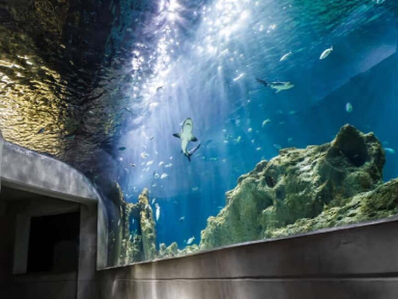 Mexico City: Entry Ticket to Acuario Michin - What You Can Expect at Acuario Michin