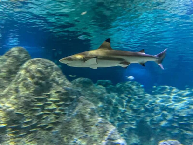 Mexico City: Entry Ticket to Acuario Michin - Practical Considerations