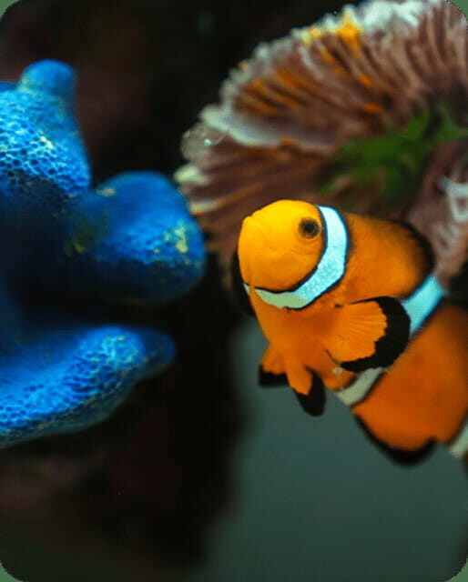 Mexico City: Fast Pass Ticket to Acuarium Inbursa - Key Points