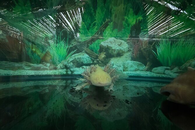 Mexico City Get to know Xochimilco and the axolotl sanctuary - Who Should Consider This Tour?