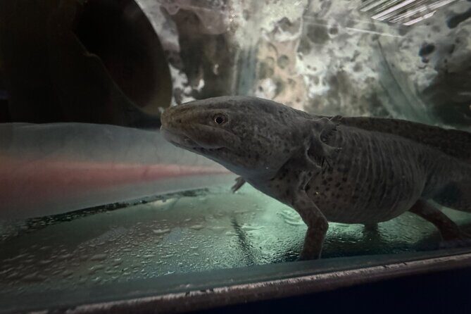 Mexico City Get to know Xochimilco and the axolotl sanctuary - FAQs