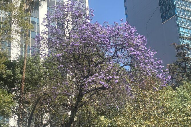 Mexico City Highlights Walking Tour - Exploring the Itinerary