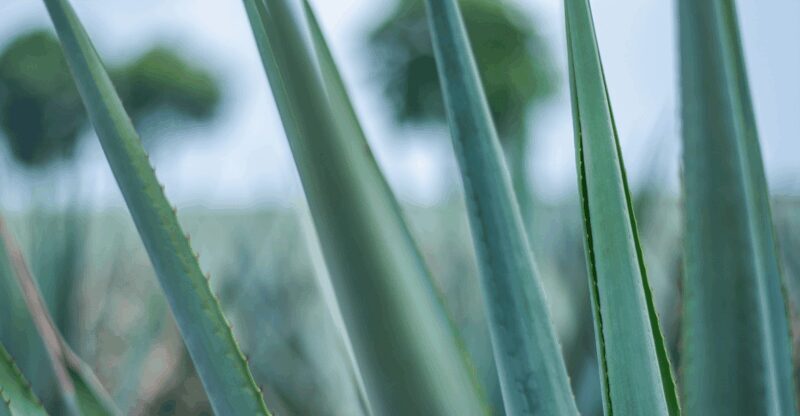 Mexico City: Mezcal Tasting and Market Tour with Lunch - An In-Depth Look at the Tour Experience