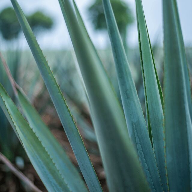 Mexico City: Mezcal Tasting and Market Tour with Lunch - Practical Details & Tips