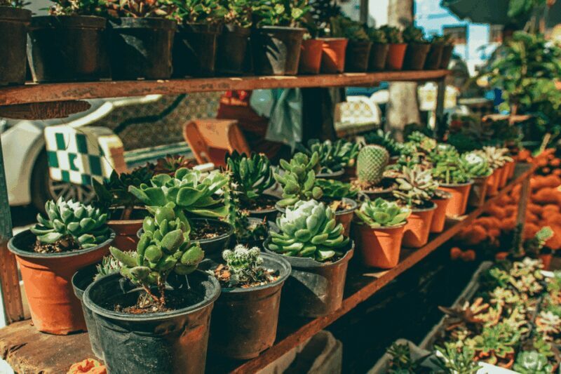 Mexico City: Mezcal Tasting and Market Tour with Lunch - FAQs