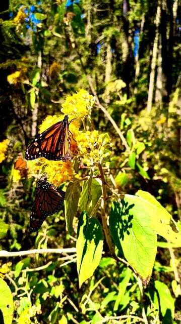 Mexico City: Monarch Butterfly Sanctuary Day Tour - What to Bring and What to Remember
