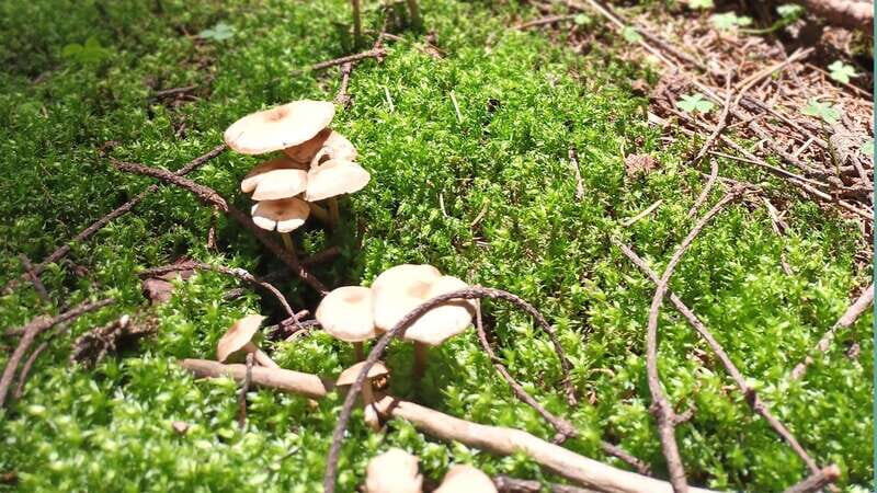 Mexico City: Morning Hiking at Mirador Coconetla - Final Thoughts