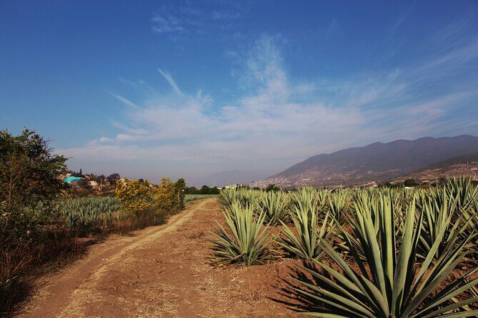 Mezcal Culture Cycling Tour in a Zapotec Village - Key Points