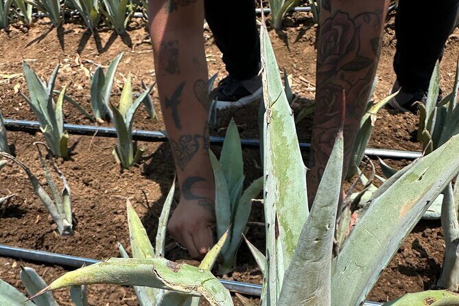 Mezcal Day Experience - What You’ll Experience: A Breakdown of the Itinerary