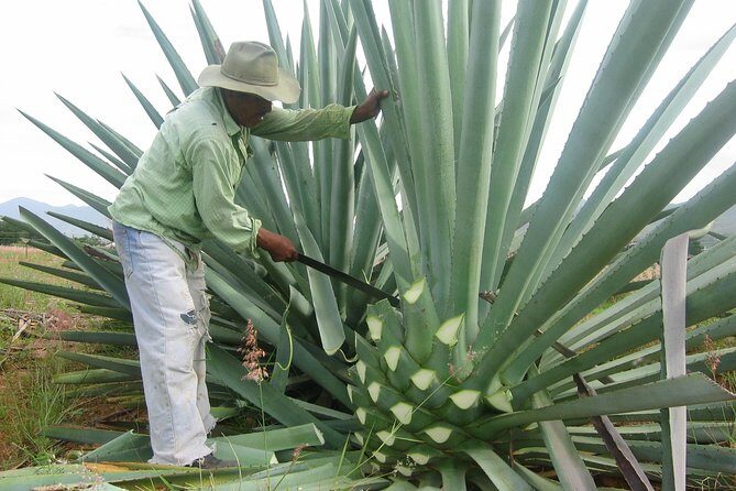 Mezcal Factory Tasting Learning Experience Drink Lunch and More - Who Should Consider This Tour?