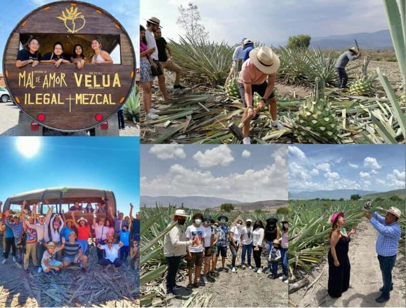Mezcal Oaxaca: Tour, Gastronomy and Mezcal Tasting - A Deep Dive into the Tour Experience