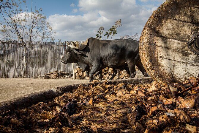 Mezcal Tasting -Masterclass + Blind tasting- - Honest Review of the Mezcal Masterclass + Blind Tasting in San Miguel de Allende