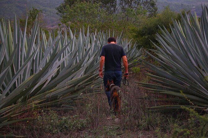 Mezcal Tour Oaxaca - The Experience Breakdown: What to Expect