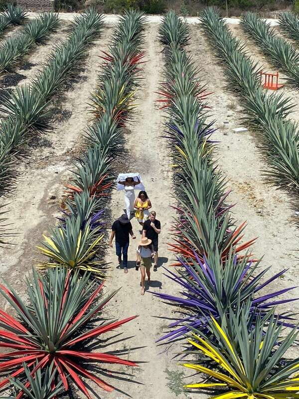 Mezcal Tour Oaxaca - Key Points