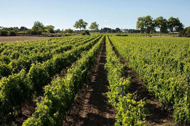 Mèze: Domaine Saint André Vineyard Guided Tour with Tasting - What to Expect on the Tour