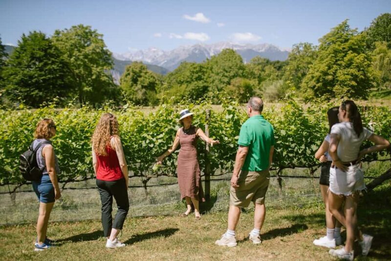 Mezzocorona: vineyard Tour on Mount and tasting of 3 wines - What the Reviews Say