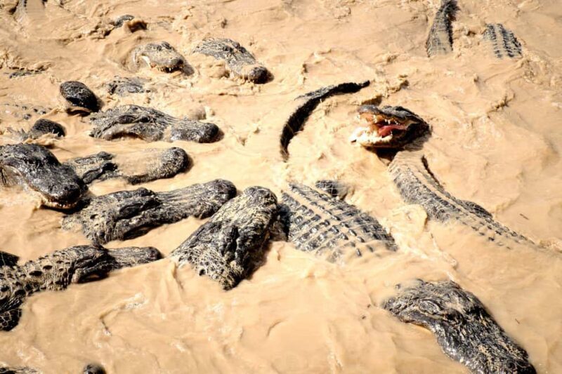 Miami: Alligator Spotting Airboat and Wildlife Reserve - The Sum Up