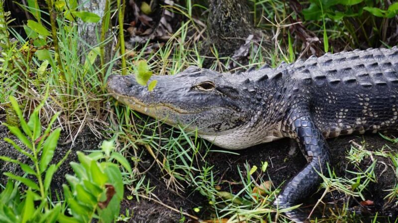 Miami: Alligator Spotting Airboat and Wildlife Reserve - FAQ