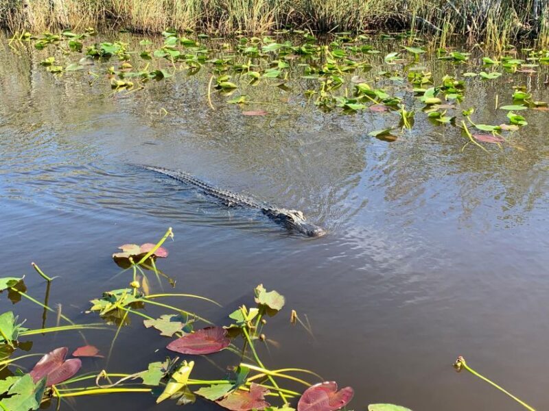 Miami: Alligator Spotting Airboat with Pick-Up/Drop-off - What to Expect on the Tour