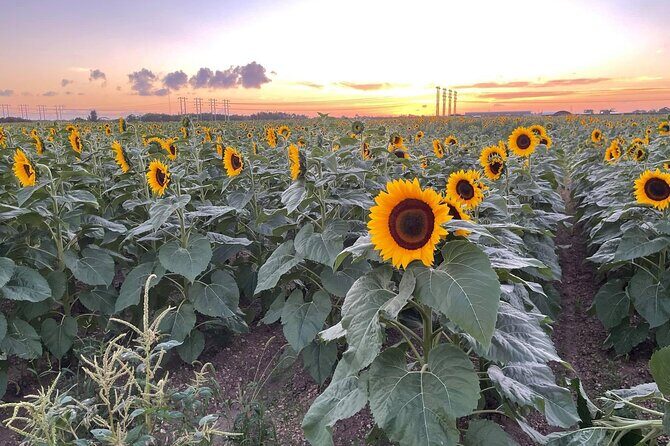 Miami ATV & Buggy Adventure- 5 Star Rated - Pricing and Value