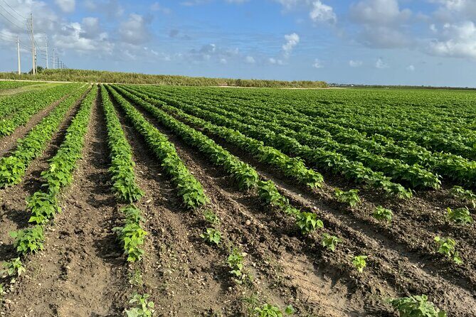 Miami ATV & Buggy Adventure- 5 Star Rated - Who Should Consider This Tour?