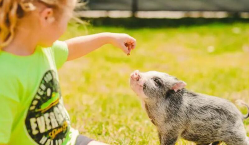 Miami Beach: Everglades Airboat Tours and Rides - The Itinerary and What You Can Expect