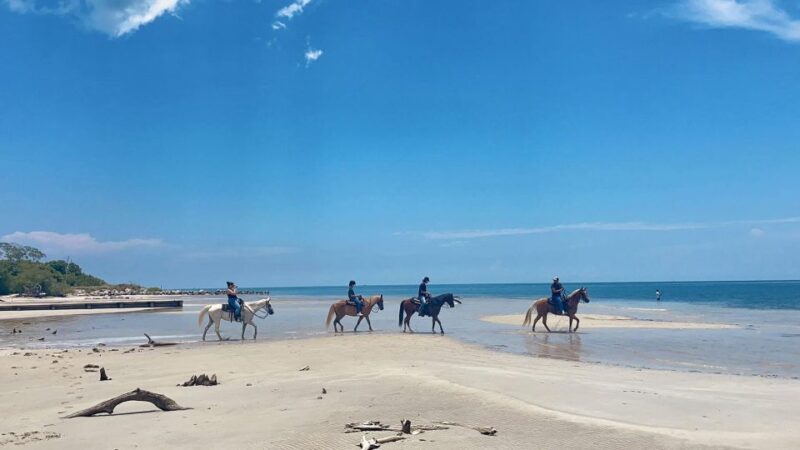Miami: Beach Horse Ride & Nature Trail - An In-Depth Look at the Miami Beach Horse Ride & Nature Trail