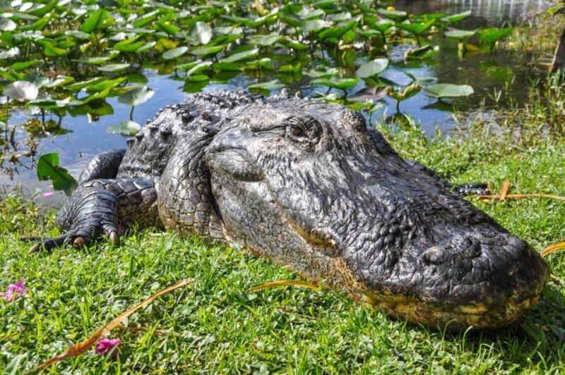 Miami: Everglades Safari Park Airboat Tour - The Overall Experience: Pros & Cons