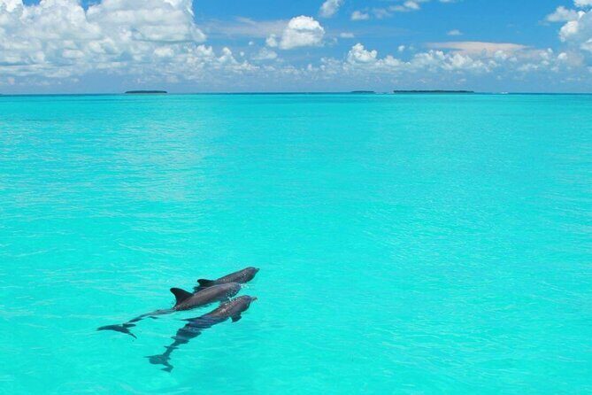 MIAMI: Key West Dolphin Watch Tour and other options - The Value for Money