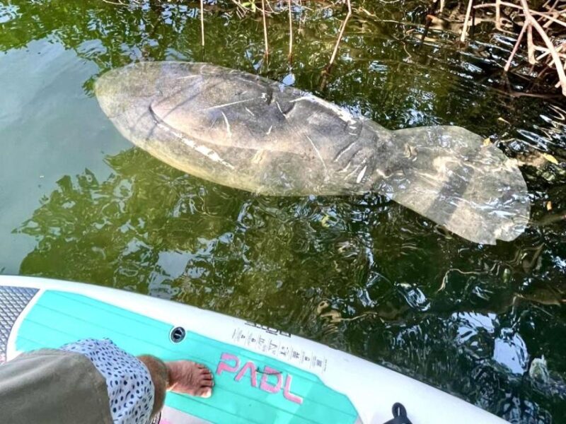 Miami: Manatee Season Paddleboard or Kayak Tour - Final Thoughts