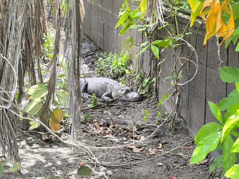 Miami: Private tour of the Everglades in French in a convertible Mustang - Final Thoughts