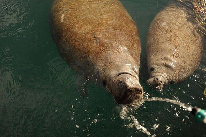 Miami Small Group Boat Tour: History, Wildlife, and Stiltsville - Final Thoughts