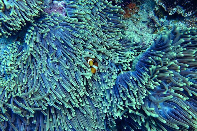 Miami: Snorkeling Adventure in Miami for Beginners Private Yacht - What to Expect from the Tour