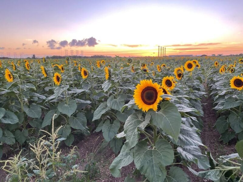 Miami's Ultimate Buggy Adventure on a Honda Talon UTV - Practical Tips for Your Ride