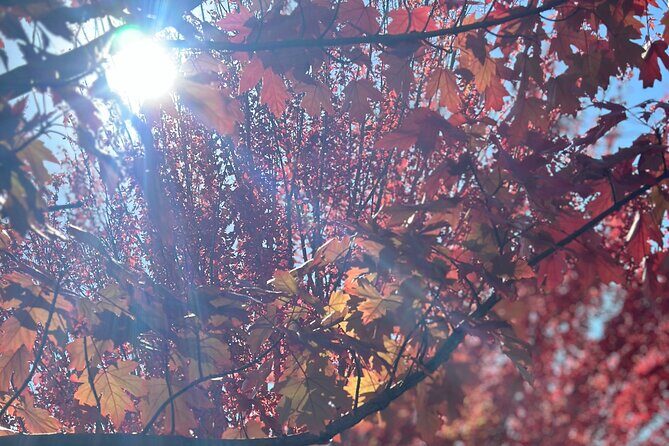 Micro-Group Barossa Valley Wine Tour from Adelaide - Frequently Asked Questions