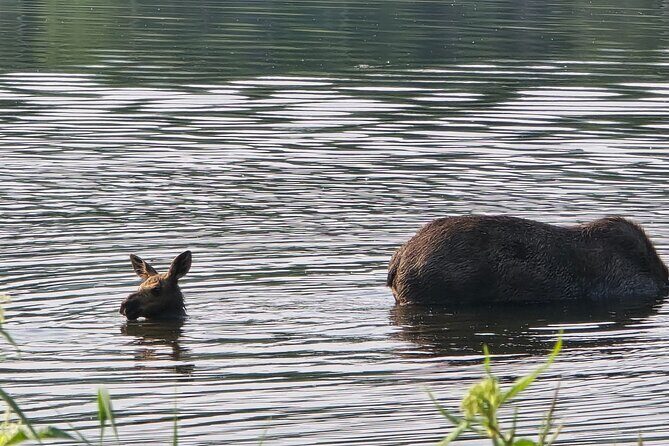 Midnight Sun Magic Chena Hot Springs Soak and Ice Museum Tour - Frequently Asked Questions