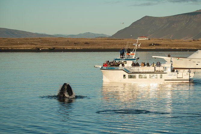 Midnight Sun Whale Watching from Reykjavik - The Experience: More Than Just Wildlife