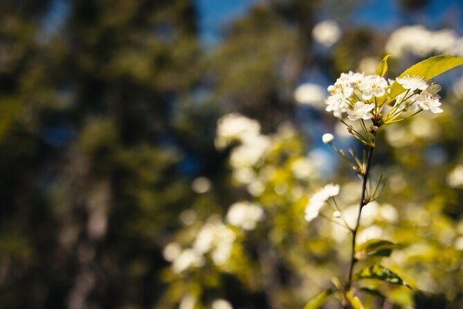 Mi'kmaq Heritage Path Tour - Final Thoughts
