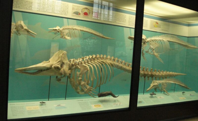 Milan: Natural History Museum Entry Ticket & Audio Guide - Who Is This Tour Best For?