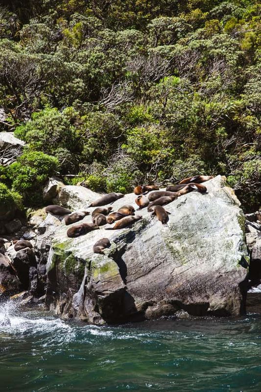 Milford Sound: 2-Hour Small Boat Scenic Cruise - Wildlife from the deck: seals, dolphins, and penguins (seasonal)