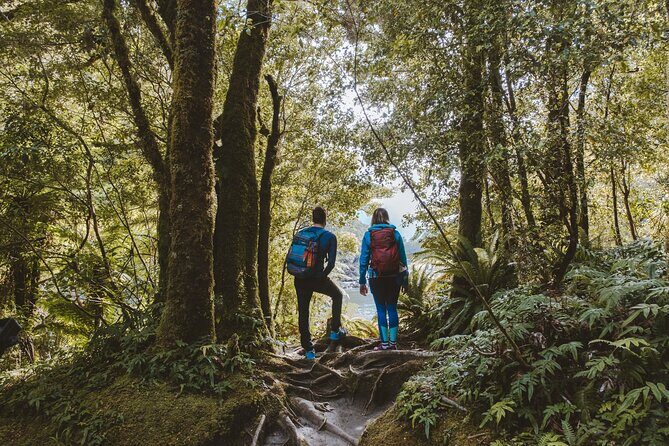 Milford Sound Nature Cruise and Self-Guided Scenic Track Walk - Detailed Review: Why This Tour Stands Out
