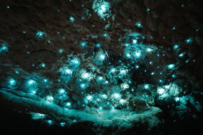 Milky Way Glowworm Cave Tour - A Close Look at the Milky Way Glowworm Cave Tour