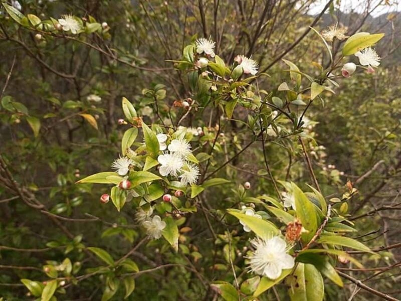Mimosa Valley Trail: Explore Maroços - Who Would Enjoy This Tour?