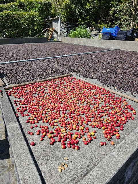 Mini Tour-Trail PR02 São Jorge - Serra Topo - Fajã dos Vimes - FAQ