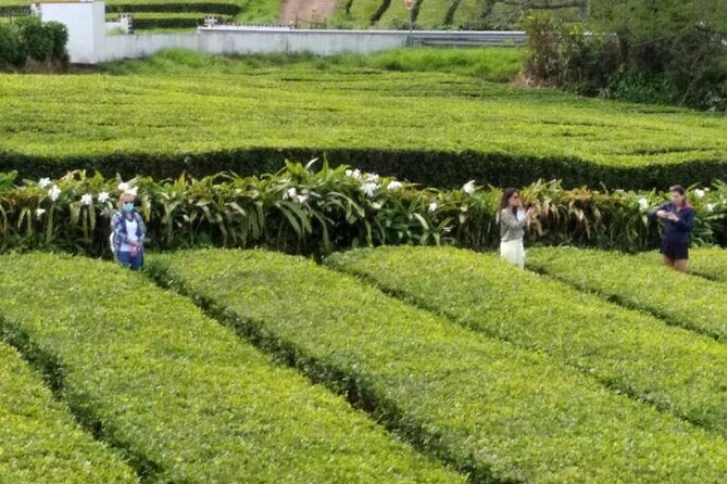 Minibus  Laketour  Furnas  Full Day (Shared) - An In-Depth Look at the Tour Experience